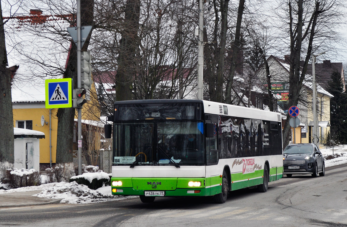 Калининградская область, MAN A21 NL263 № Р 436 УК 39
