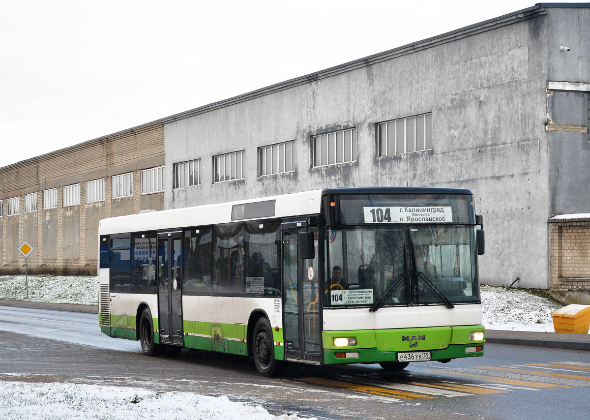 Калининградская область, MAN A21 NL263 № Р 436 УК 39