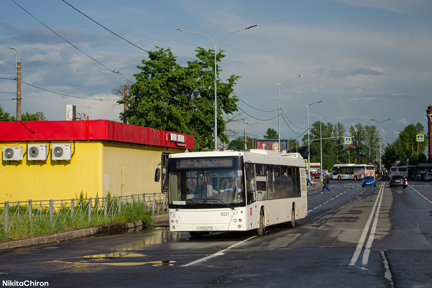 Санкт-Петербург, МАЗ-203.085 № 8231