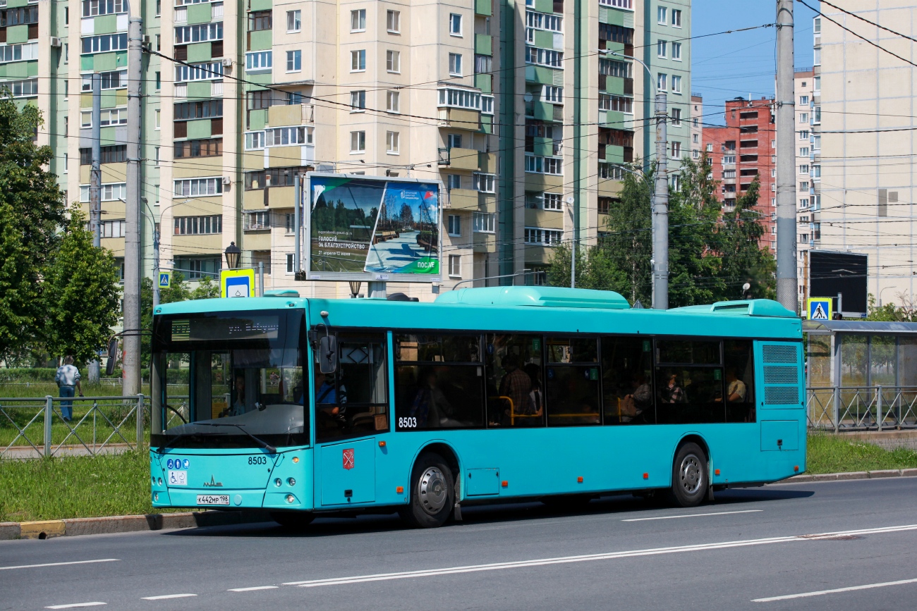 Санкт-Петербург, МАЗ-203.016 № 8503