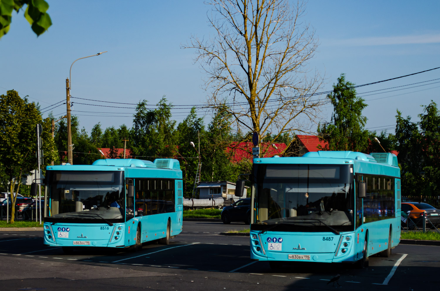 Санкт-Петербург, МАЗ-203.047 № 8516; Санкт-Петербург, МАЗ-203.047 № 8487