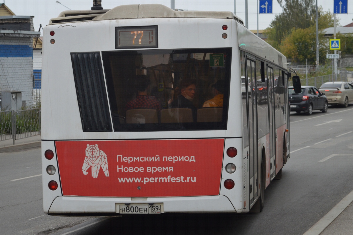 Пермский край, МАЗ-203.016 № Н 800 ЕН 159