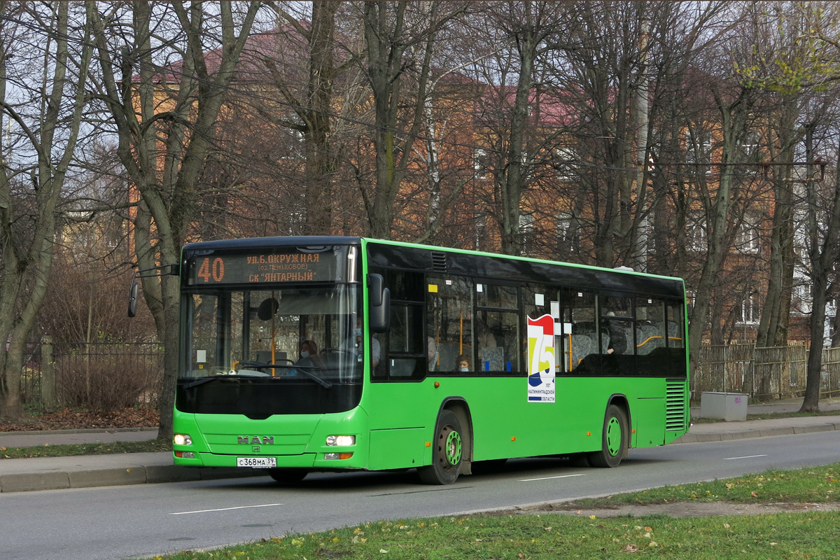 Калининградская область, MAN A78 Lion's City LE Ü EL263 № С 368 МА 39