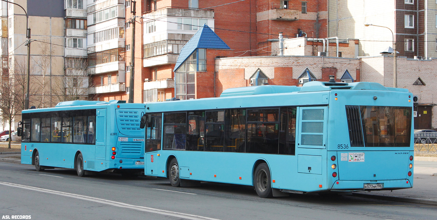 Санкт-Петербург, МАЗ-203.016 № 8536