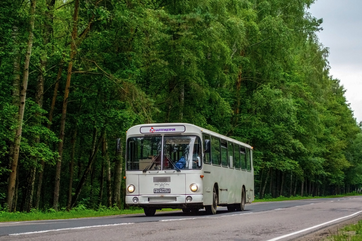 Калининградская область, MAN 789 SÜ240 № Р 721 МХ 39