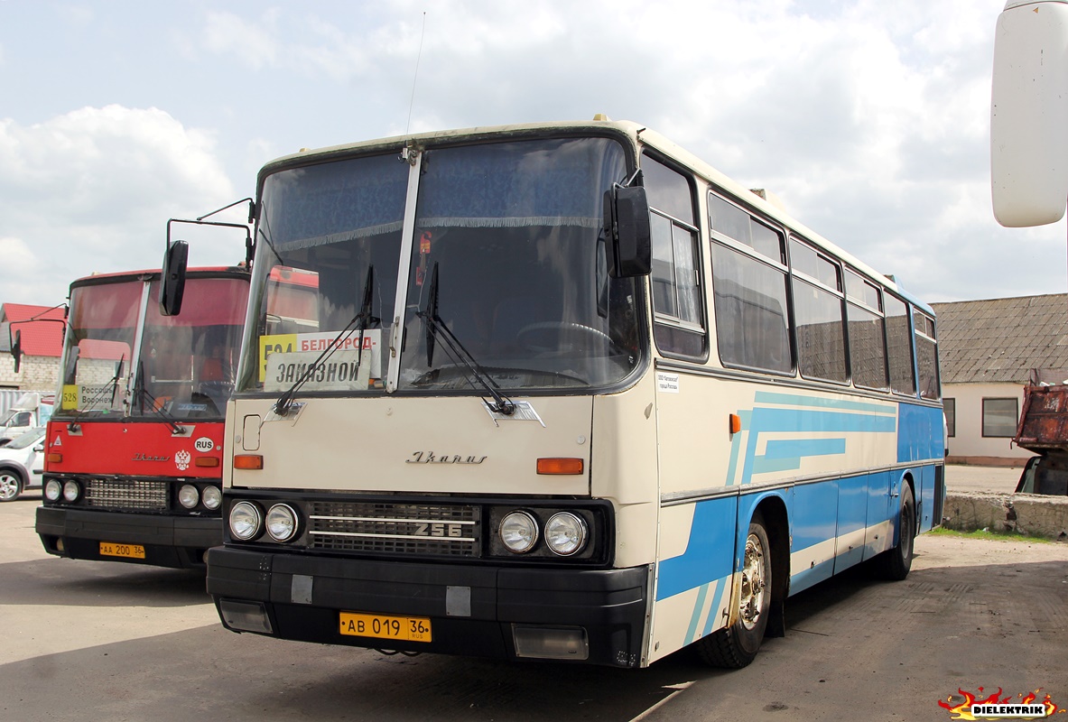 Воронежская область, Ikarus 256.75 № АВ 019 36