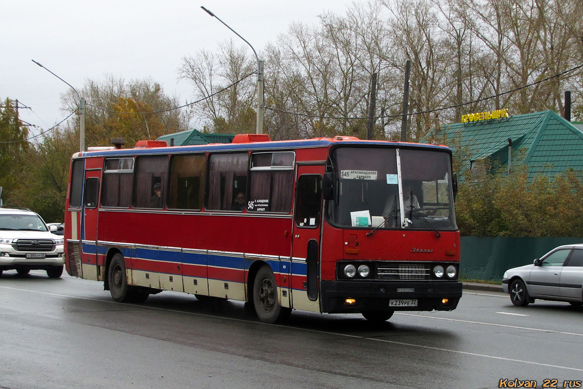 Алтайский край, Ikarus 250.59 № К 239 РЕ 22