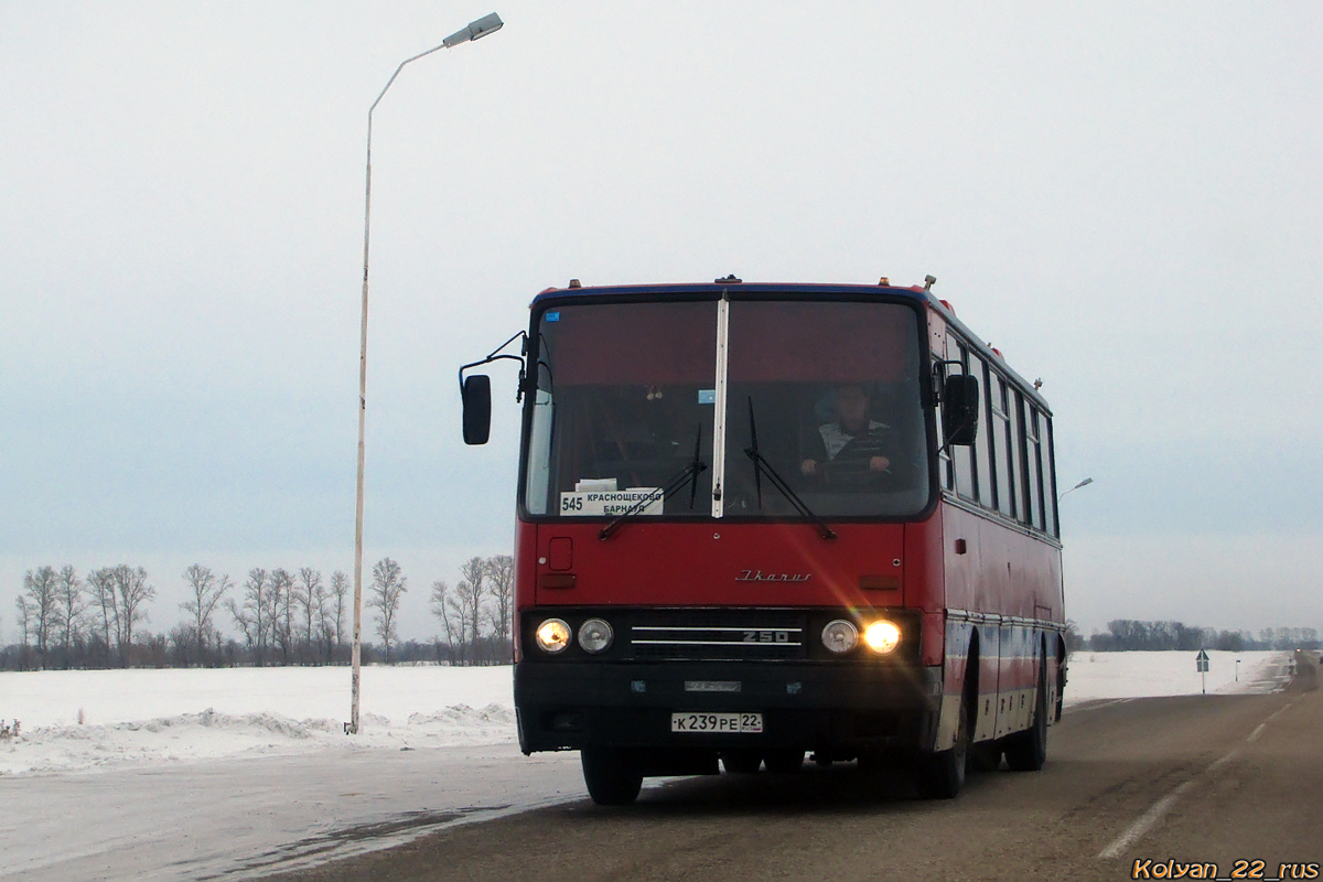Алтайский край, Ikarus 250.59 № К 239 РЕ 22