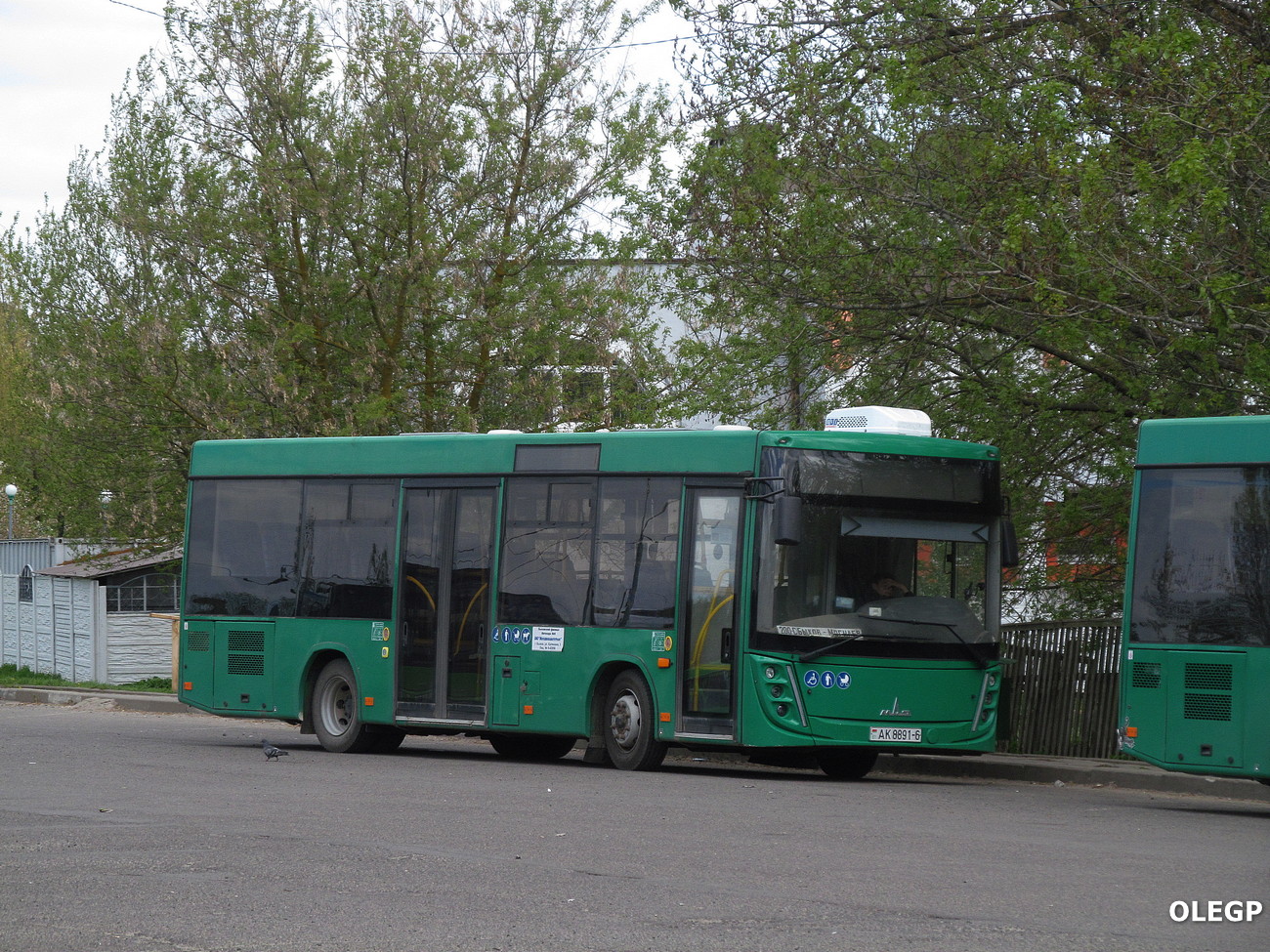 Могилёвская область, МАЗ-206.047 № АК 8891-6