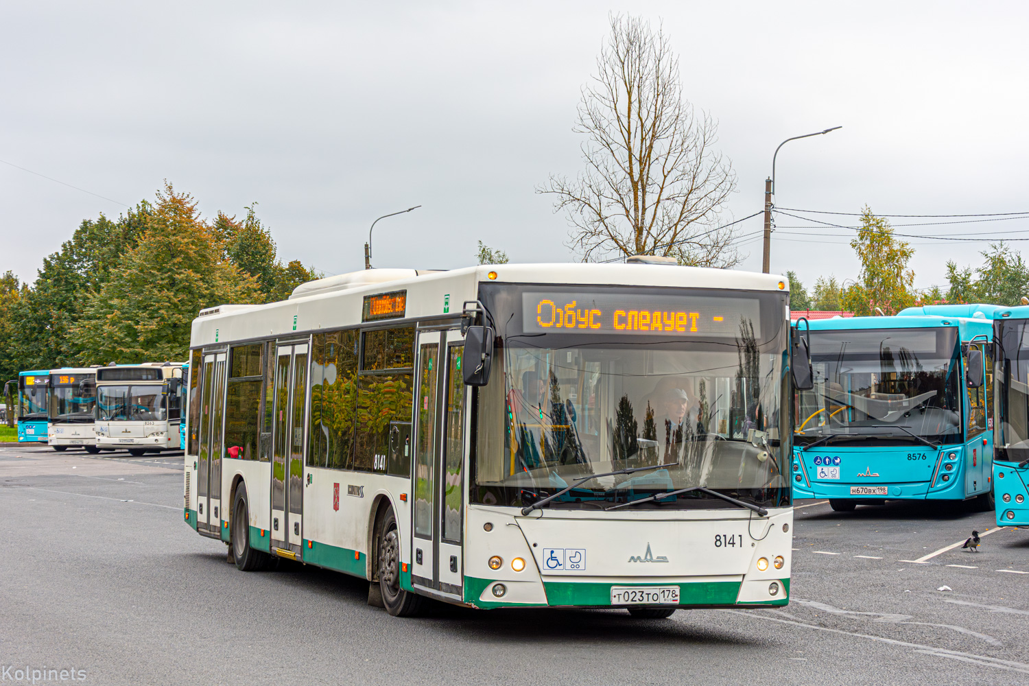 Санкт-Петербург, МАЗ-203.016 № 8503; Санкт-Петербург, МАЗ-203.085 № 8224; Санкт-Петербург, МАЗ-203.085 № 8141