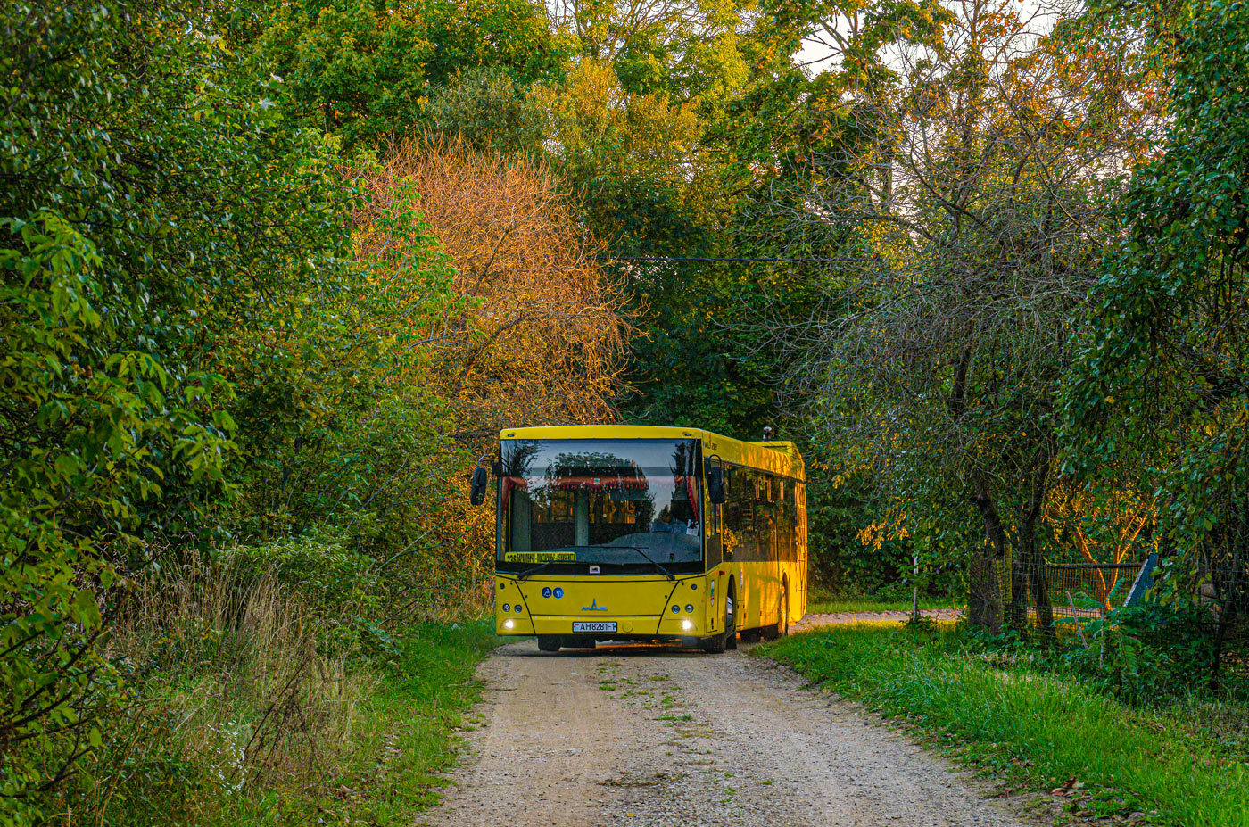 Брестская область, МАЗ-203.016 № 10990; Брестская область — Разные фотографии